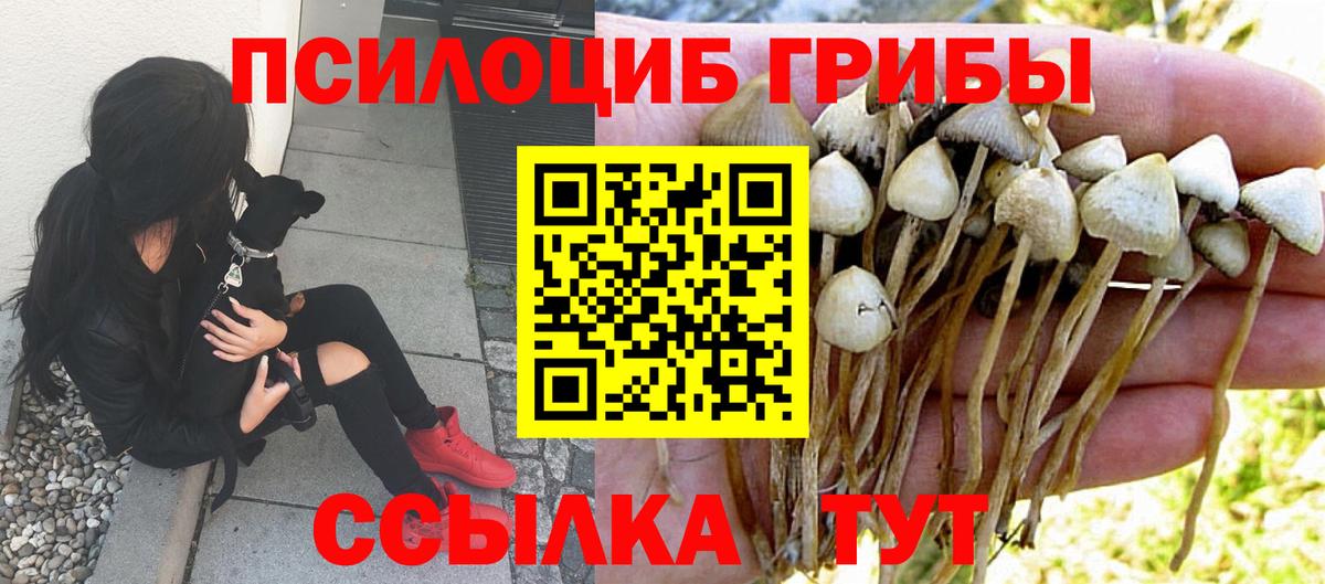 Псилоцибиновые грибы Psilocybe  Заринск 